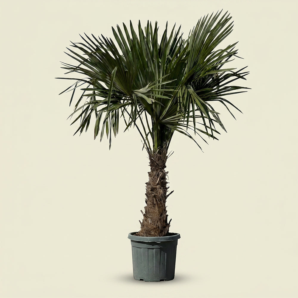 Chinese waaierpalm - 180 cm