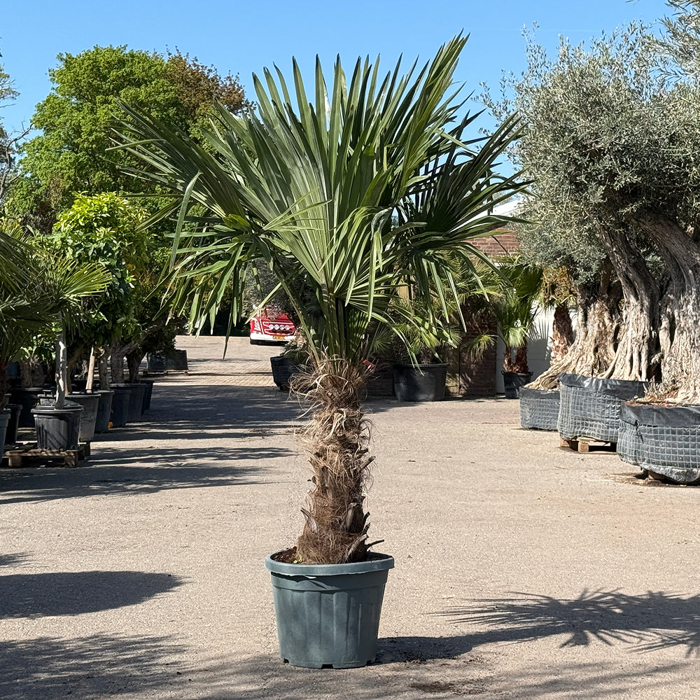 Chinese waaierpalm - 180 cm