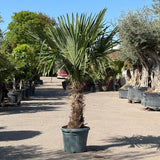 Chinese waaierpalm - 180 cm