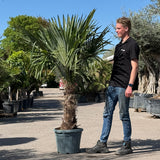 Chinese waaierpalm - 180 cm