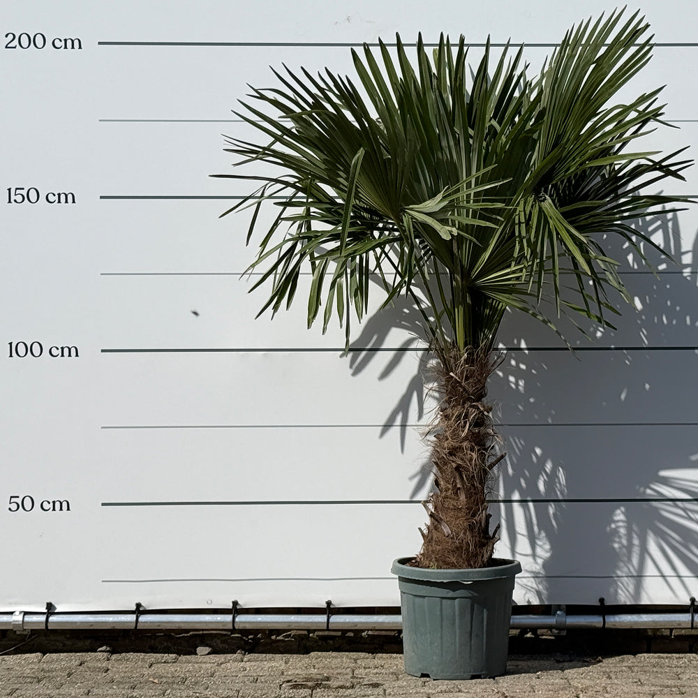 Chinese waaierpalm - 180 cm