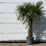 Chinese waaierpalm - 180 cm