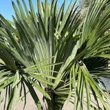 Chinese waaierpalm - 180 cm