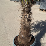 Chinese waaierpalm - 180 cm