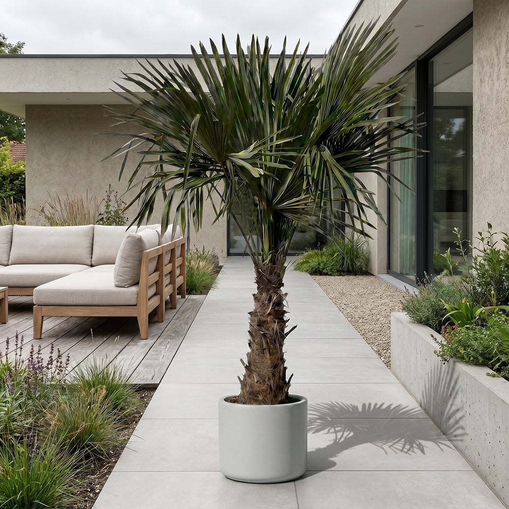 Chinese waaierpalm - 180 cm