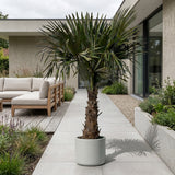 Chinese waaierpalm - 180 cm
