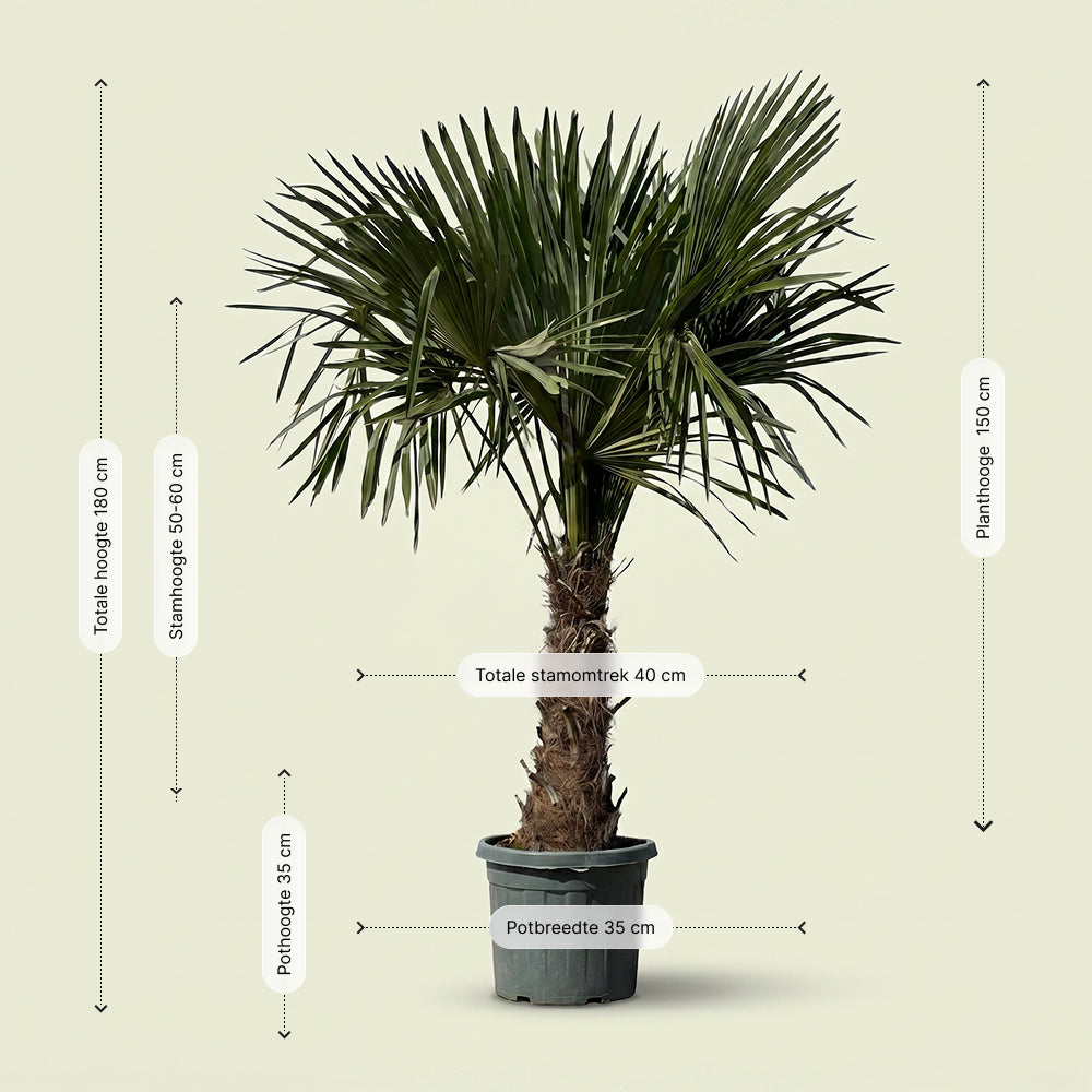 Chinese waaierpalm - 180 cm