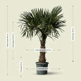 Chinese waaierpalm - 180 cm