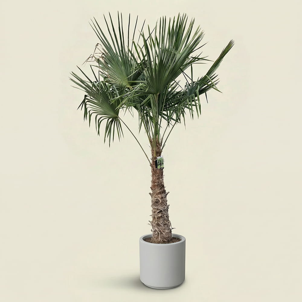 Chinese waaierpalm - 250 cm