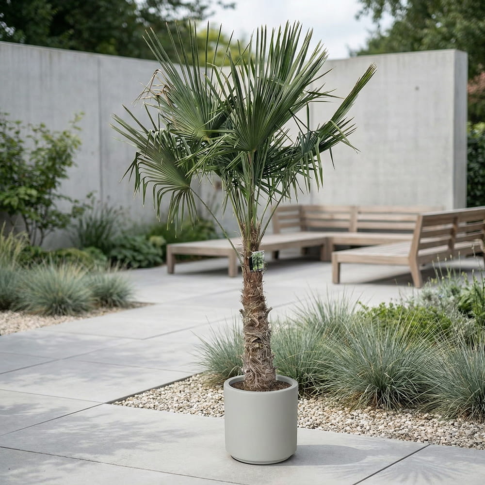 Chinese waaierpalm - 250 cm