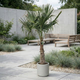 Chinese waaierpalm - 250 cm