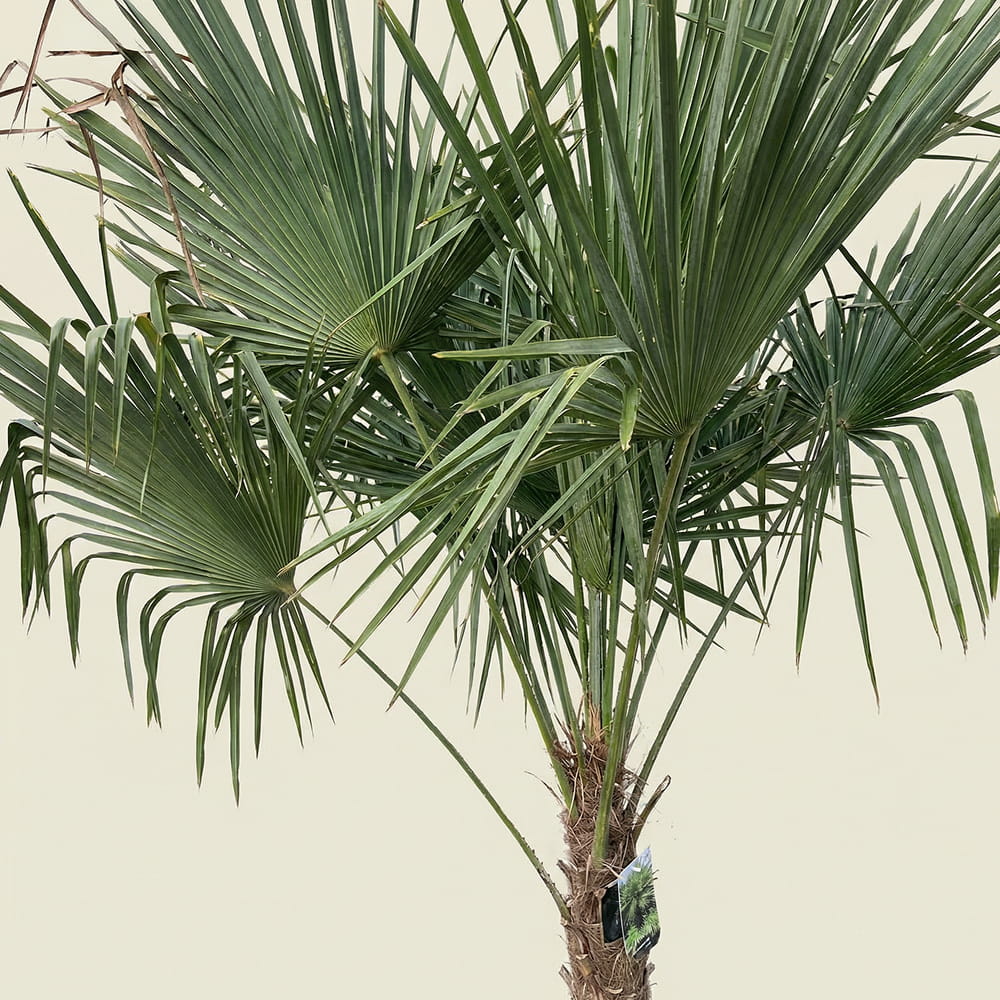 Chinese waaierpalm - 250 cm