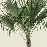 Chinese waaierpalm - 250 cm