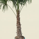 Chinese waaierpalm - 250 cm