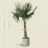 Chinese waaierpalm - 250 cm