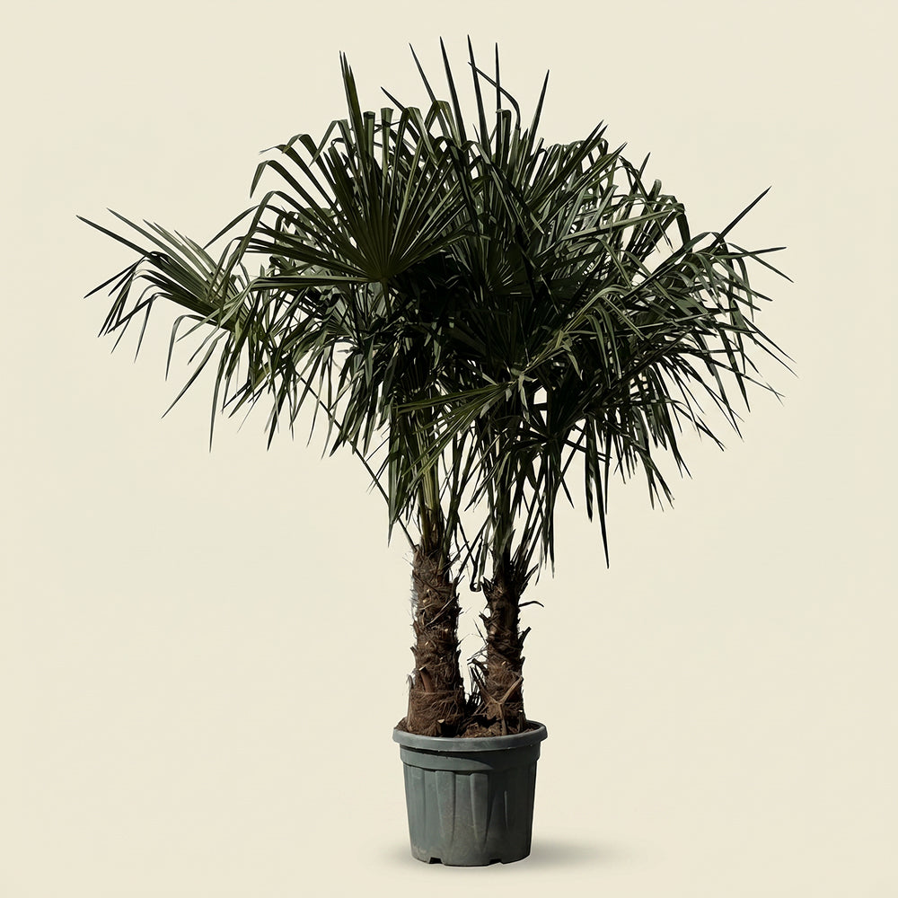 Chinese waaierpalm met dubbele stam - 200 cm