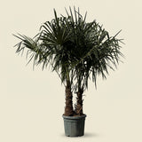 Chinese waaierpalm met dubbele stam - 200 cm