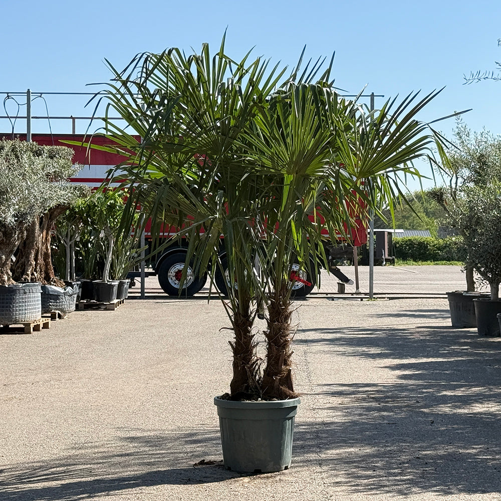 Chinese waaierpalm met dubbele stam - 200 cm