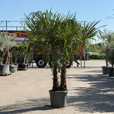 Chinese waaierpalm met dubbele stam - 200 cm