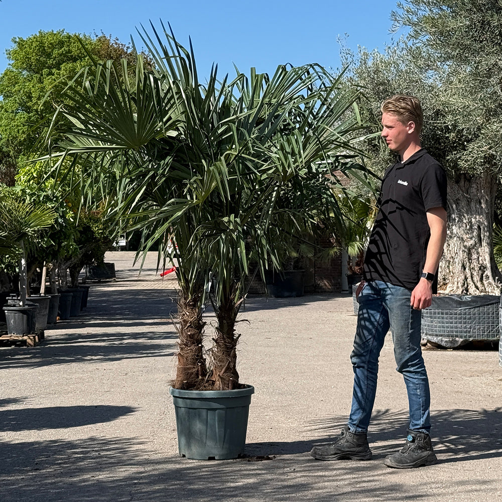Chinese waaierpalm met dubbele stam - 200 cm