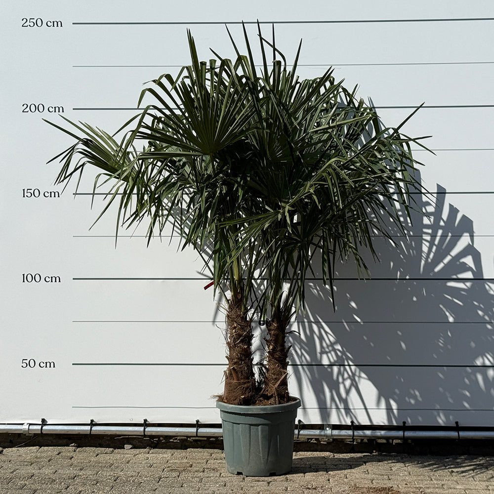 Chinese waaierpalm met dubbele stam - 200 cm