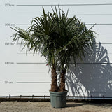 Chinese waaierpalm met dubbele stam - 200 cm