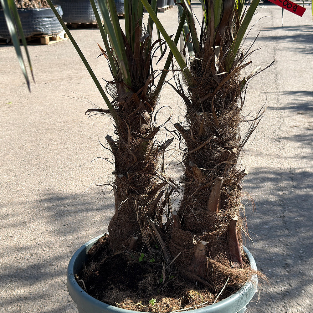 Chinese waaierpalm met dubbele stam - 200 cm