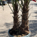Chinese waaierpalm met dubbele stam - 200 cm