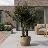 Chinese waaierpalm met dubbele stam - 200 cm