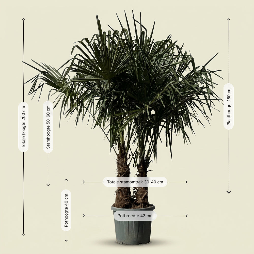 Chinese waaierpalm met dubbele stam - 200 cm