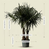 Chinese waaierpalm met dubbele stam - 200 cm