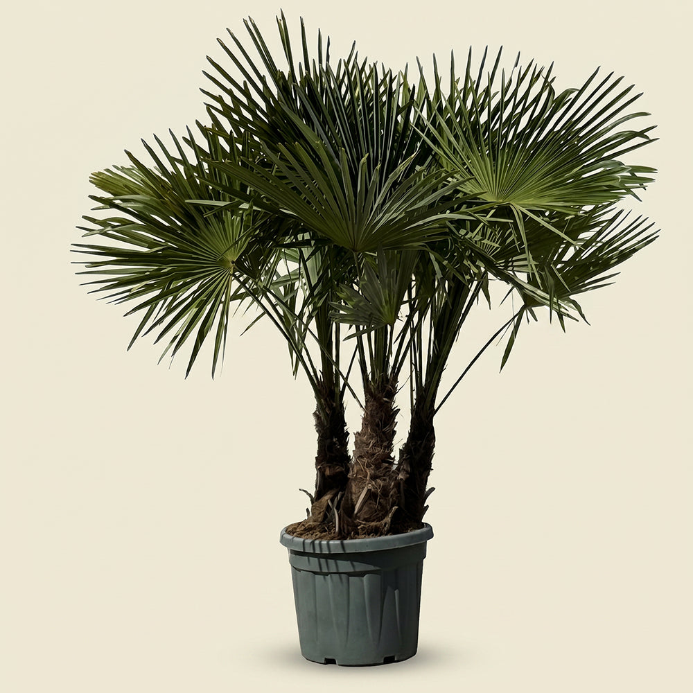 Chinese waaierpalm met drie stammen - 160 cm