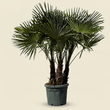 Chinese waaierpalm met drie stammen - 160 cm