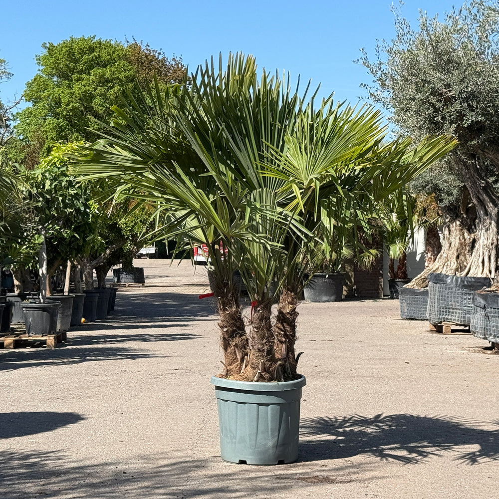 Chinese waaierpalm met drie stammen - 160 cm