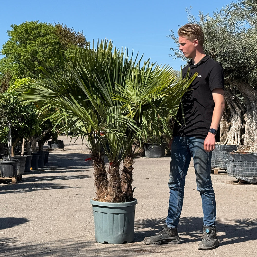 Chinese waaierpalm met drie stammen - 160 cm