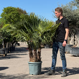 Chinese waaierpalm met drie stammen - 160 cm
