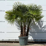 Chinese waaierpalm met drie stammen - 160 cm