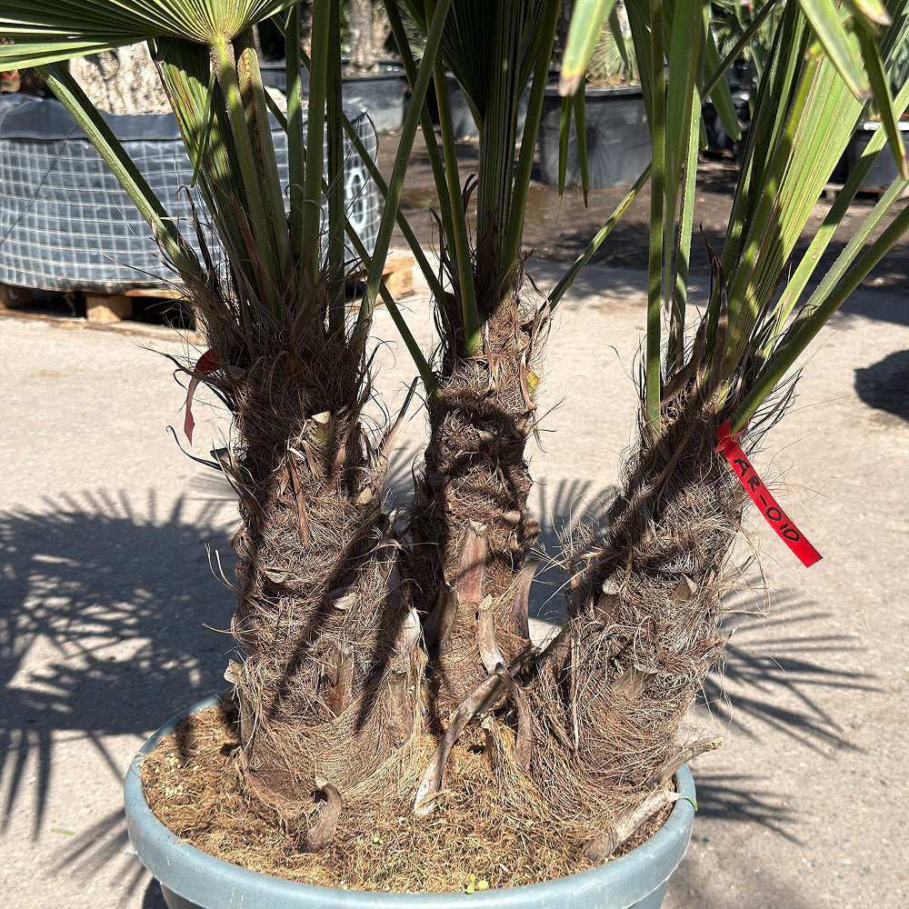 Chinese waaierpalm met drie stammen - 160 cm
