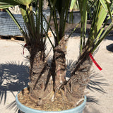 Chinese waaierpalm met drie stammen - 160 cm
