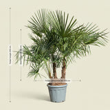 Chinese waaierpalm met drie stammen
