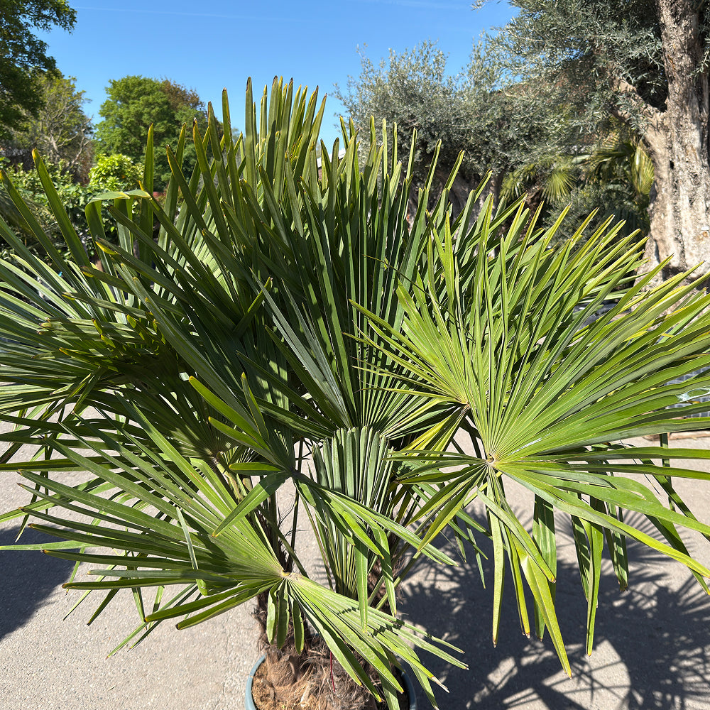 Chinese waaierpalm met drie stammen - 160 cm
