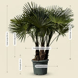 Chinese waaierpalm met drie stammen - 160 cm