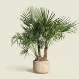 Chinese waaierpalm met drie stammen