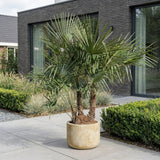 Chinese waaierpalm met drie stammen