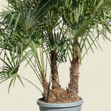 Chinese waaierpalm met drie stammen