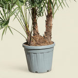 Chinese waaierpalm met drie stammen