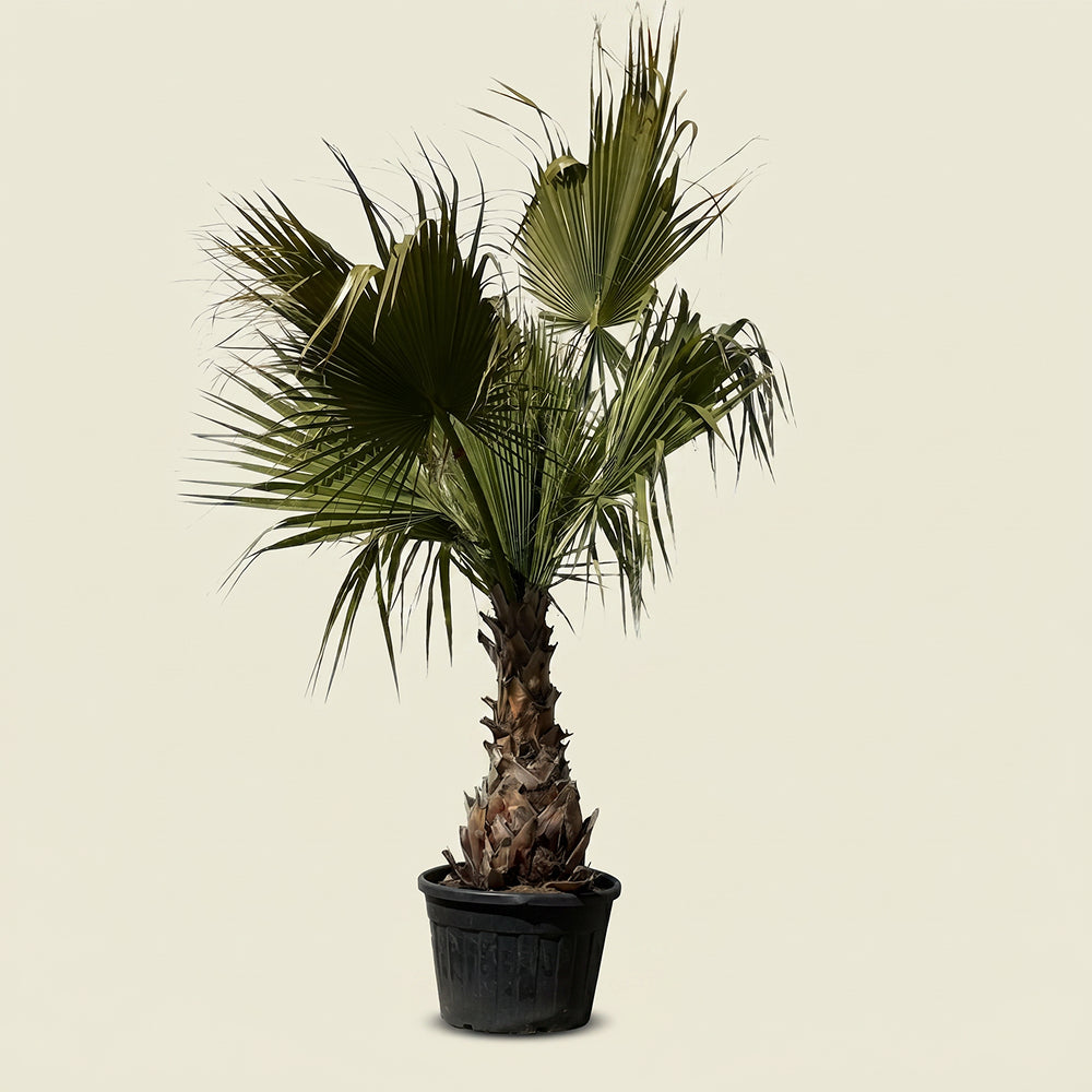 Mexicaanse waaierpalm - 300 cm
