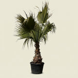 Mexicaanse waaierpalm - 300 cm