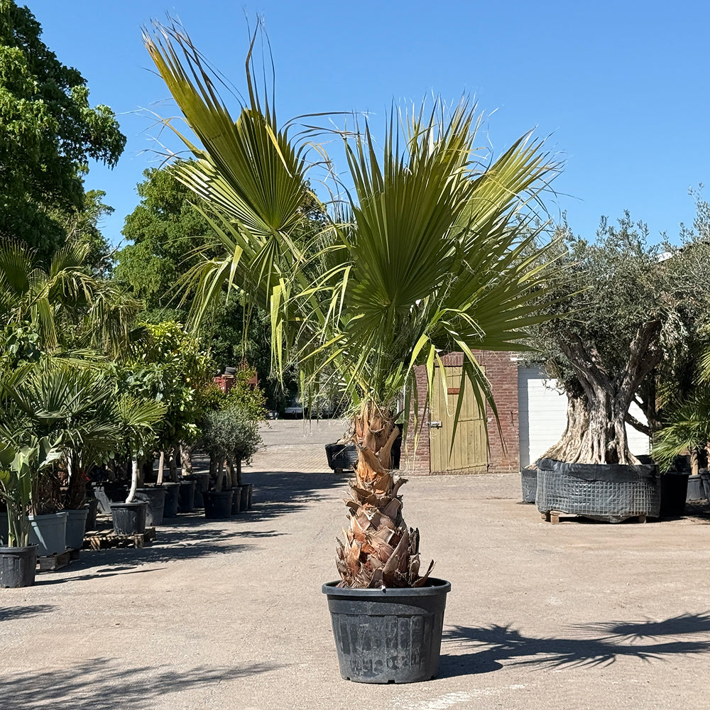 Mexicaanse waaierpalm - 300 cm