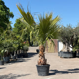 Mexicaanse waaierpalm - 300 cm
